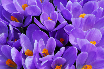 Wandcirkels Krokussen Paarse krokus close-up  © Elenathewise