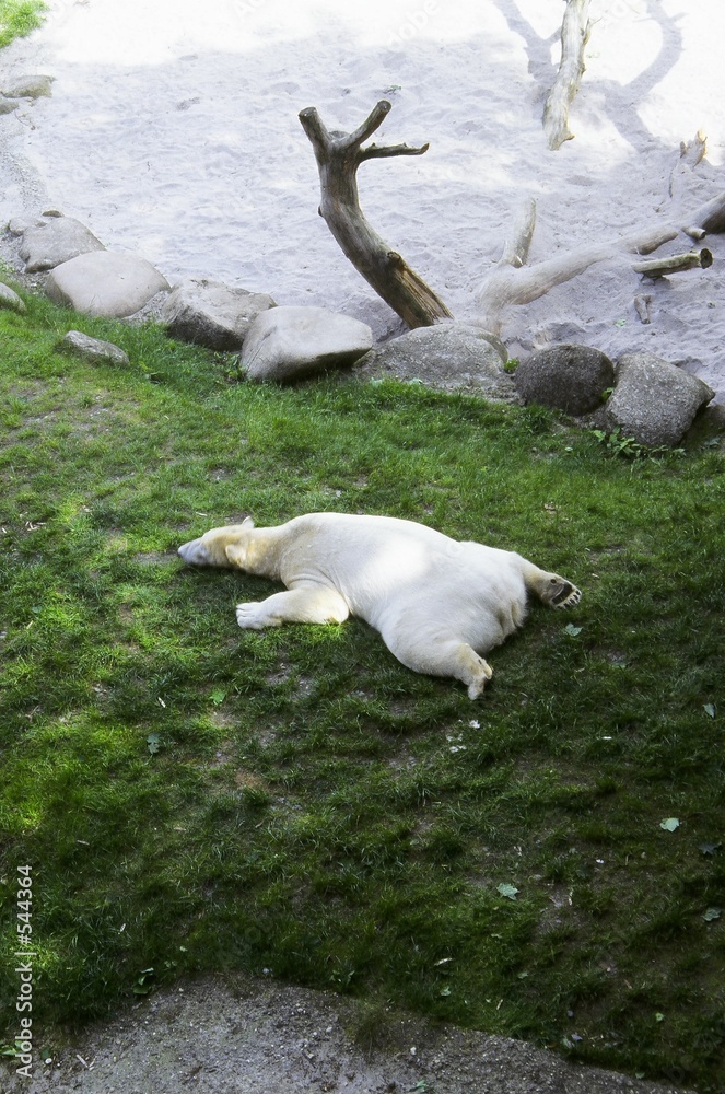 eisbär icebear sleeping in a zoo