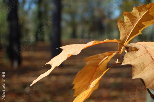 herbstblatt