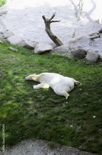 Obraz na płótnie eisbär icebear sleeping in a zoo w salonie