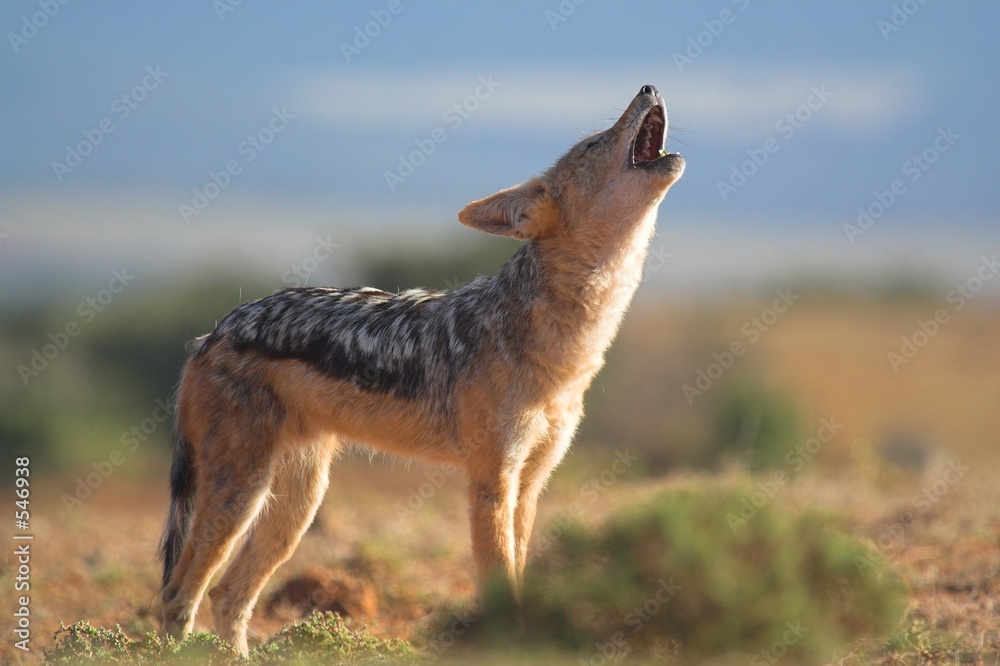 Fotografía howling jackal