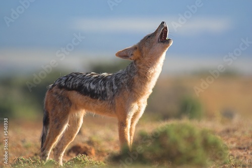 howling jackal photo