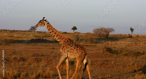 giraffe © sg