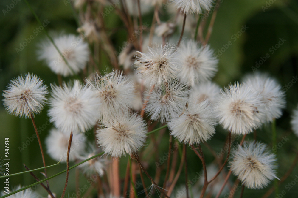 flowers flowers