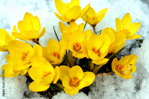 spring flowers.