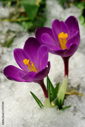 spring flowers. © irina2005