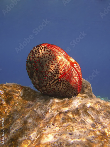 starfish lying on rocky seabed photo