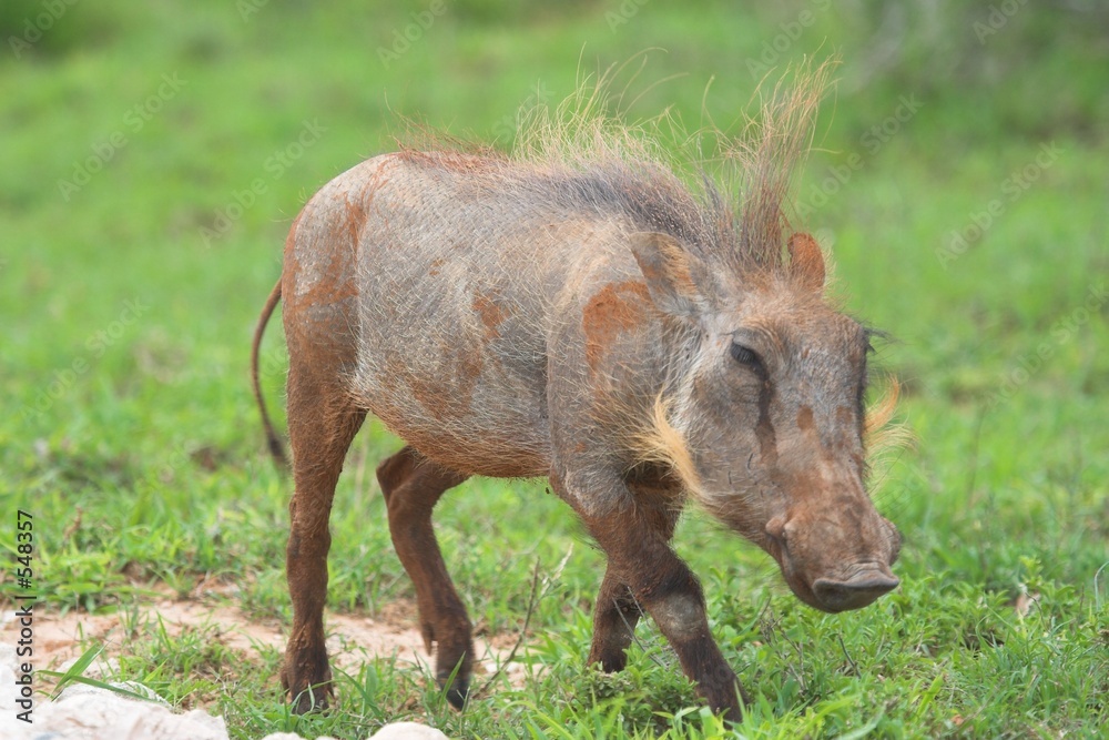 running warthog running warthog