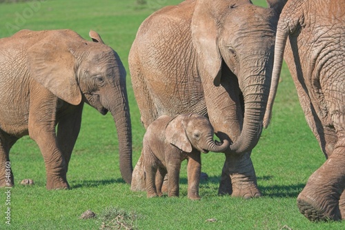 elephant family photo