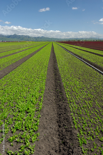 lettuce field landscape: green vertical