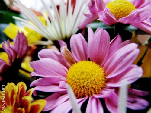 flowers