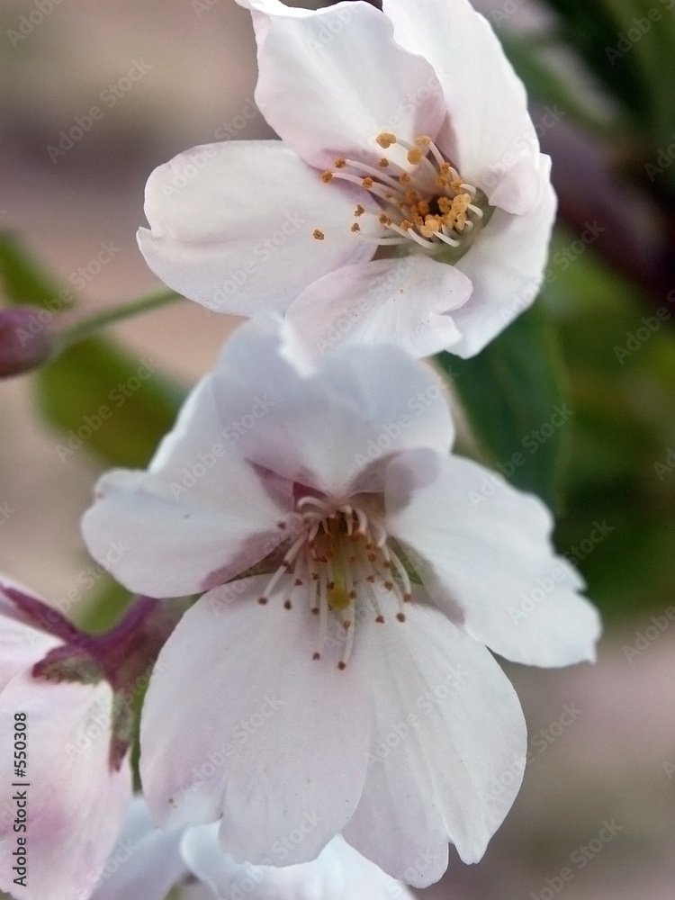 blossoms blossoms