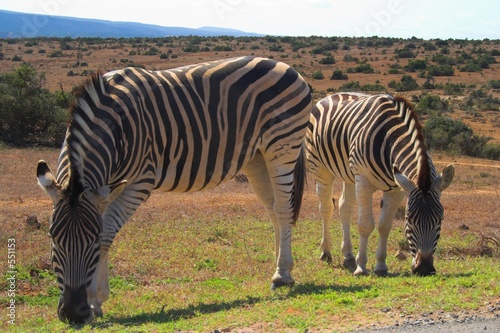 zebra feeding