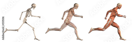 anatomical overlays 1