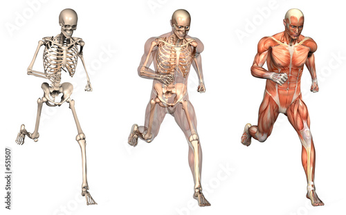 anatomical overlays 2 photo