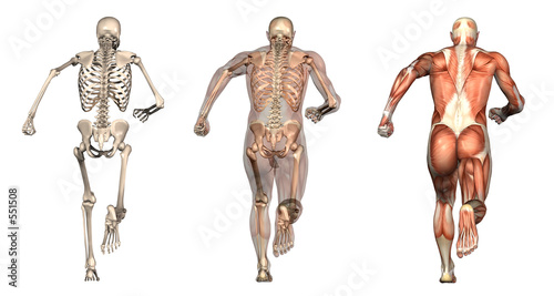 anatomical overlays 3