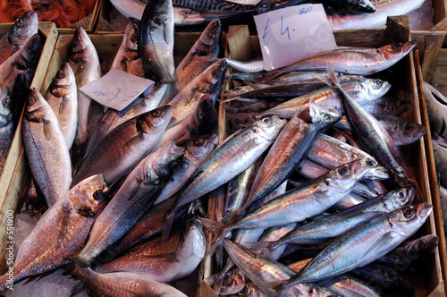 mediterranean fish photo