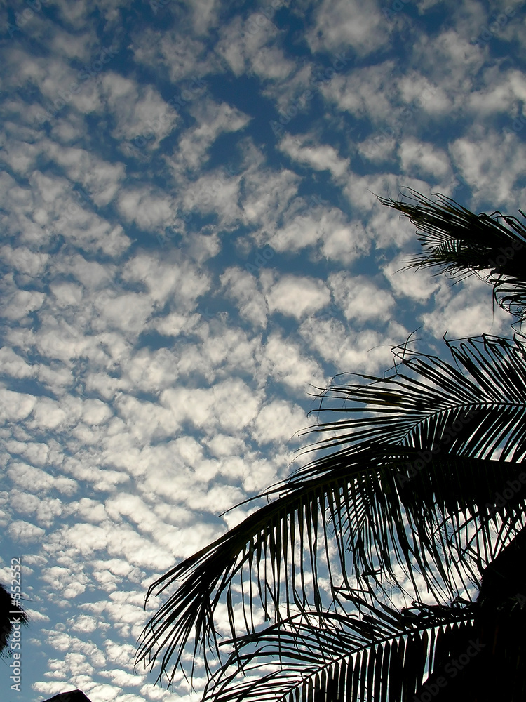 Fototapeta clouds over palm tree