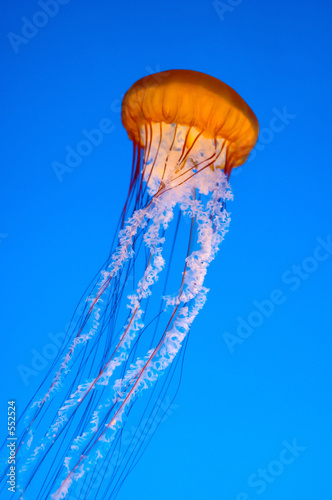 jellyfish #552524