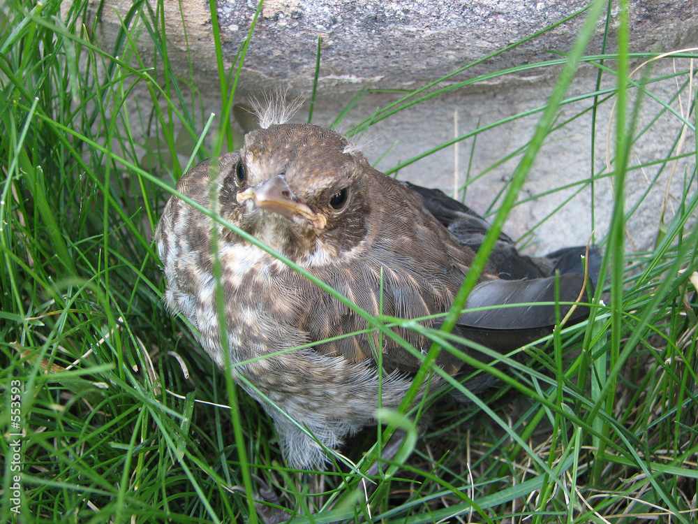 Foto little bird