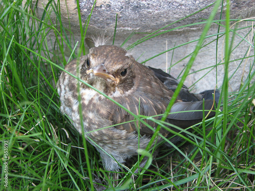 little bird