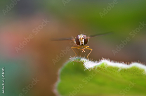 funny fly © Cristina Bernhardsen