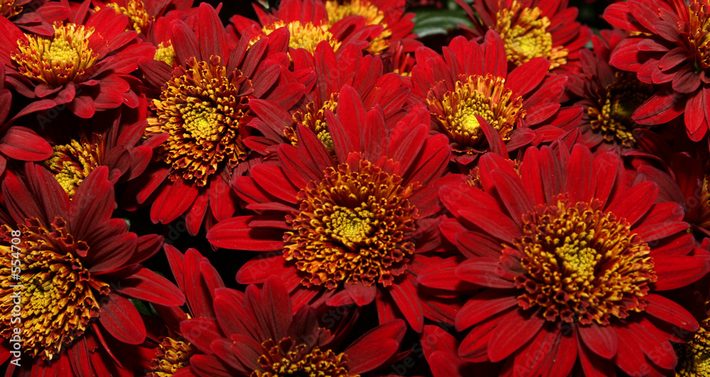 gerbera_cluster gerbera_cluster