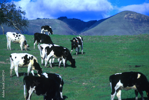 happy california cows © Janis Tremper