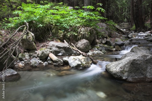 flowing water through the forest