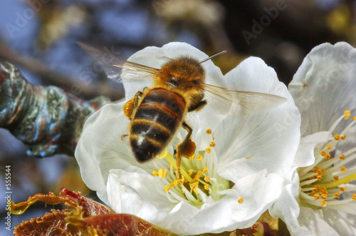 abeille 08