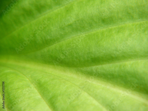 greens i