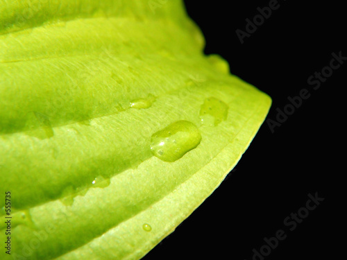 greens ii
