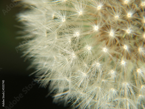 glowing dandylion