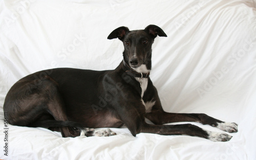 greyhound