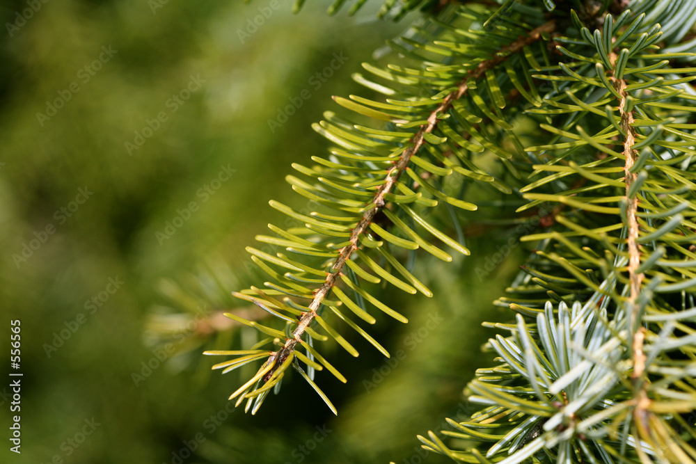 spruce tree closeup