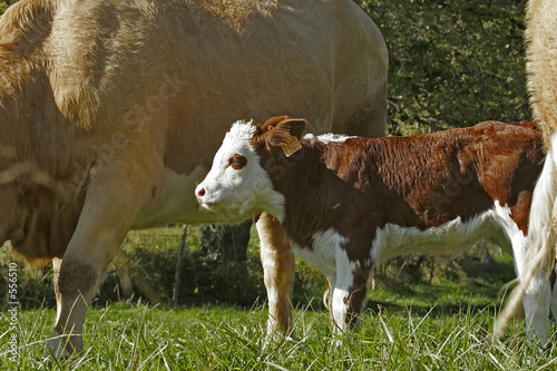 veau abondance photo