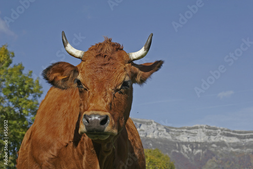 portrait d'une vache tarine © Christophe Baudot