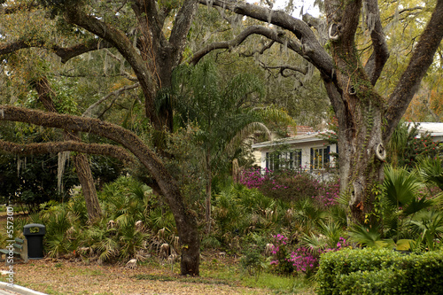 tropical plants and oaks