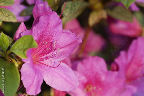 azalea macro