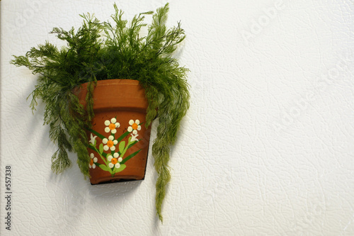 air fern on a refrigerator