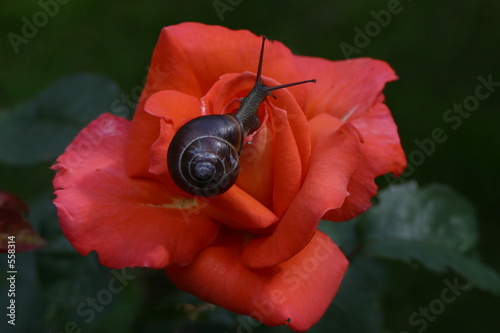 besucher auf einer rose photo