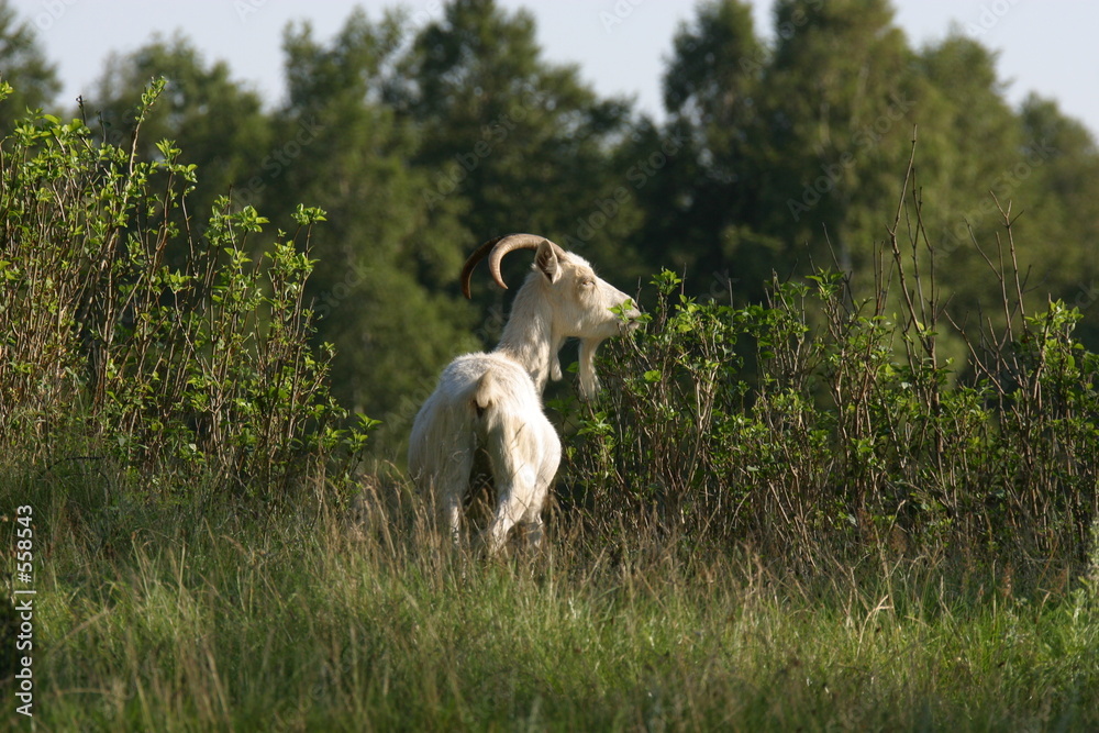 die ziege im grünen