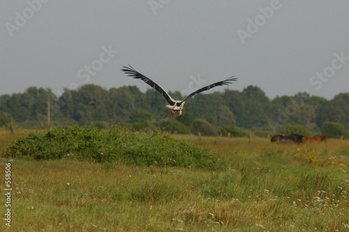 der fliegende storch © Falkenauge