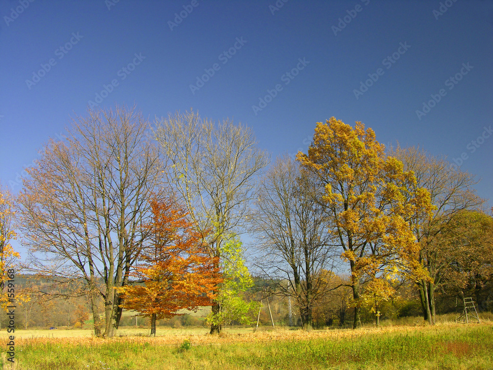 autumn landscape autumn landscape
