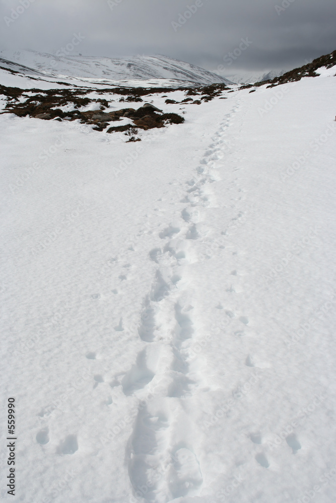 footsteps in snow, cairngorms, scottish highlands