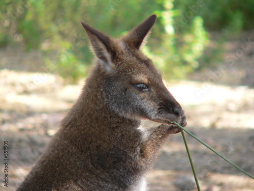 kangouroo
