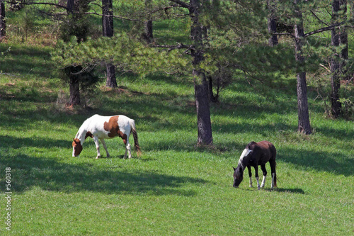 horses & meadows 2a