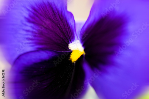 pansy
