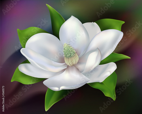 magnolia in the dark