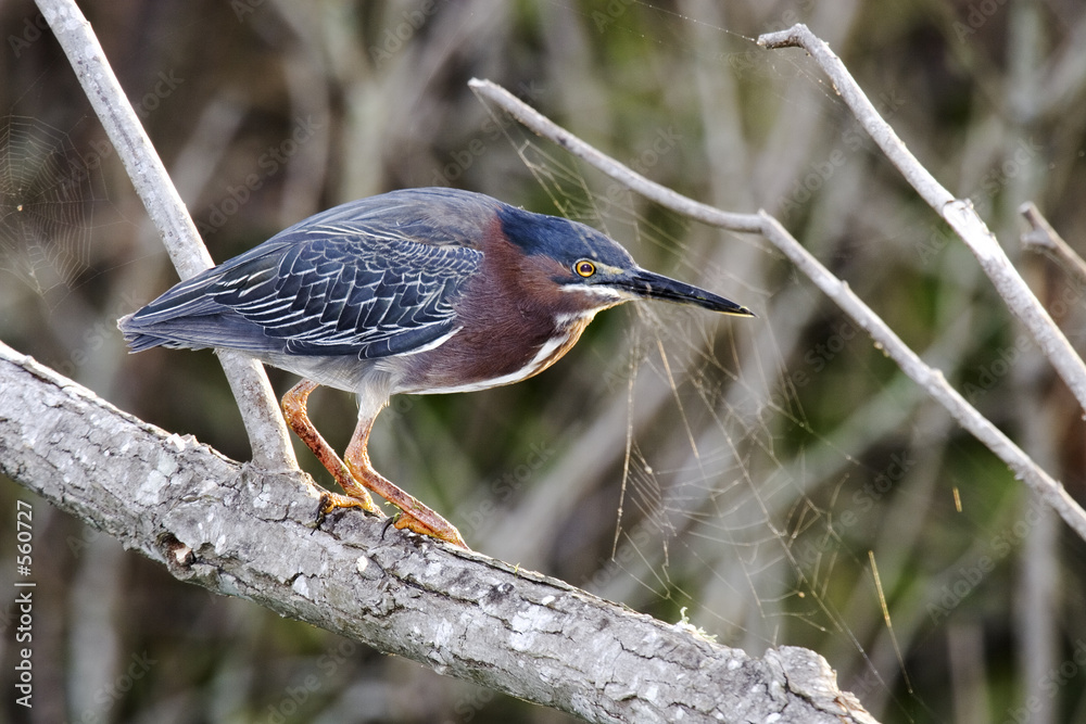 Fotografie green heron (butorides virescens)